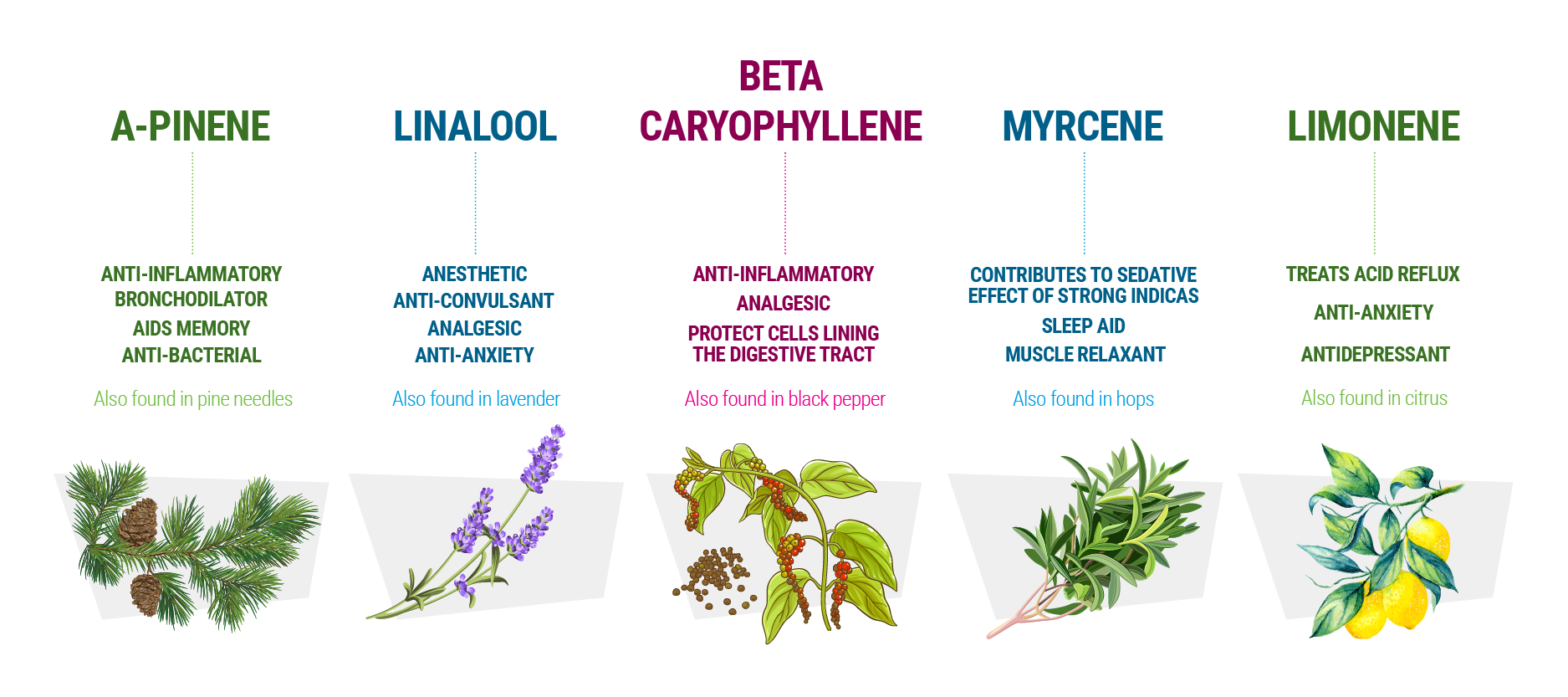 Discover The Soothing Effects Of Myrcene Terpene Strains